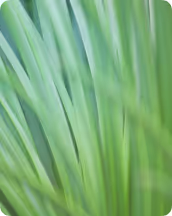 plants-background